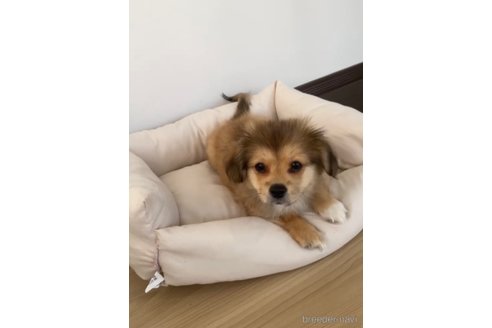 成約済の福岡県のミックス犬-270010の4枚目