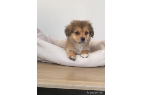 成約済の福岡県のミックス犬-270010の5枚目