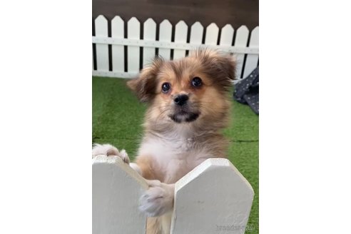 成約済の福岡県のミックス犬-269930の7枚目