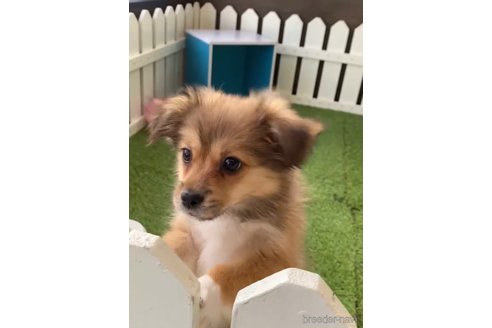 成約済の福岡県のミックス犬-269930の4枚目