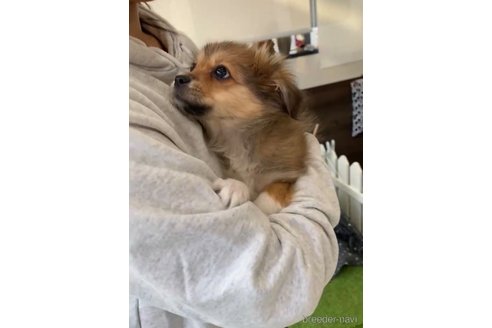 成約済の福岡県のミックス犬-269930の5枚目