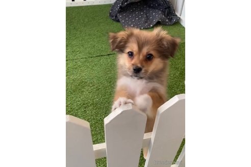 成約済の福岡県のミックス犬-269930の6枚目