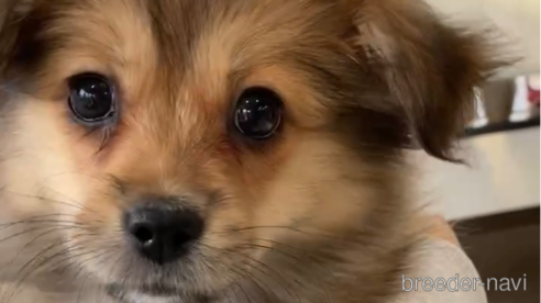 成約済の福岡県のミックス犬-269930の3枚目