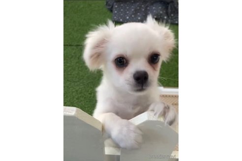 成約済の福岡県のミックス犬-263587の7枚目