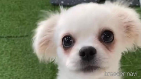 成約済の福岡県のミックス犬-263587の6枚目