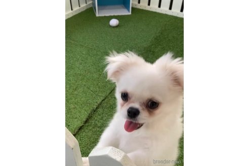 成約済の福岡県のミックス犬-263591の4枚目