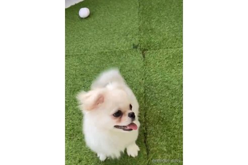 成約済の福岡県のミックス犬-263591の5枚目