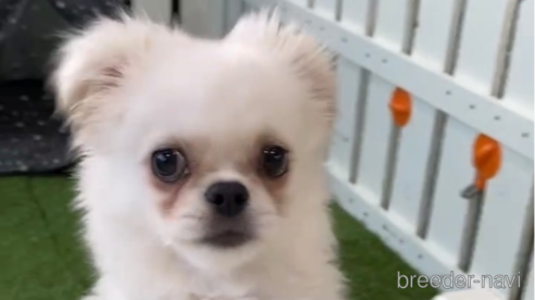 成約済の福岡県のミックス犬-263591の3枚目