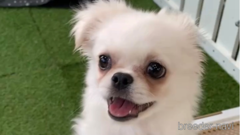 成約済の福岡県のミックス犬-263591の2枚目