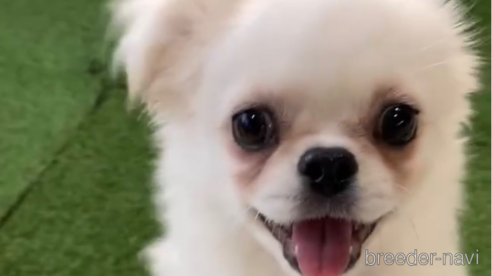 成約済の福岡県のミックス犬-263591の1枚目