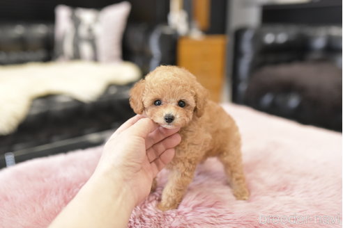 成約済の茨城県のティーカッププードル-278446の1枚目