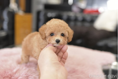 成約済の茨城県のティーカッププードル-278446の6枚目