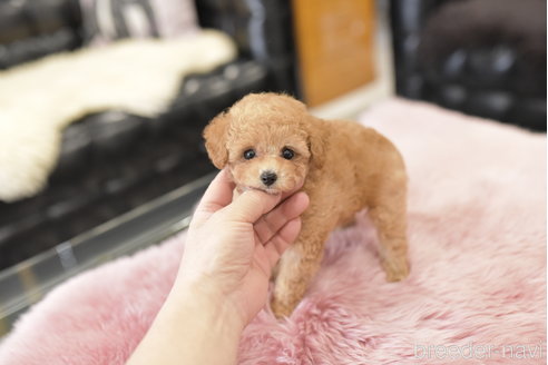 成約済の茨城県のティーカッププードル-278446の5枚目