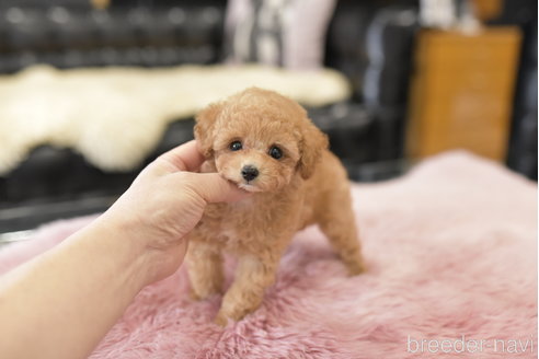 成約済の茨城県のティーカッププードル-278446の4枚目