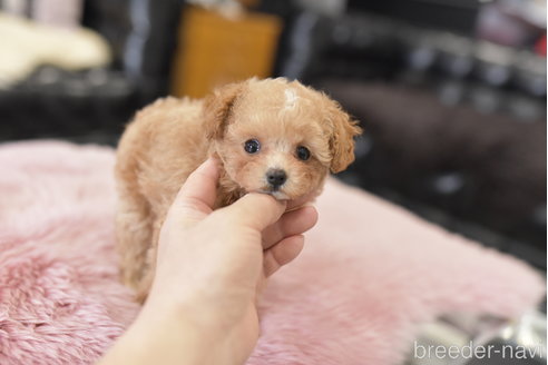 成約済の茨城県のティーカッププードル-278449の6枚目