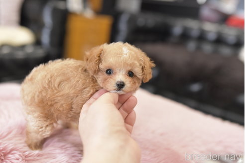 成約済の茨城県のティーカッププードル-278449の2枚目