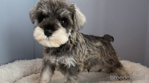 子犬