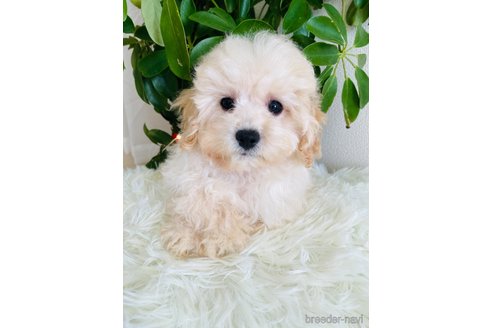 成約済の千葉県のミックス犬-272621の2枚目