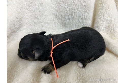 成約済の千葉県のチワワ(ロングコート)-280216の18枚目