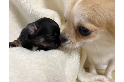 成約済の千葉県のチワワ(ロングコート)-280216の17枚目