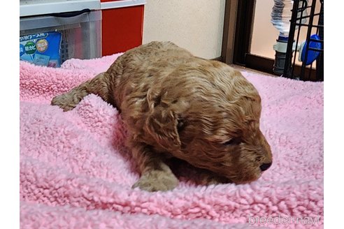 成約済の岡山県のトイプードル-279976の17枚目