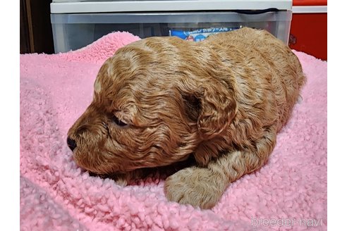 成約済の岡山県のトイプードル-279976の18枚目