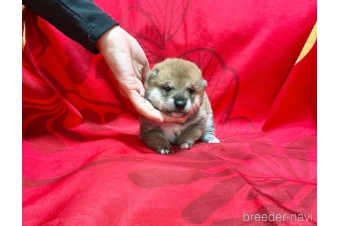 成約済の奈良県の豆柴-279978の8枚目