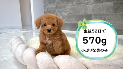 販売中の滋賀県のタイニープードル-277762