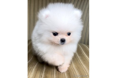 成約済の埼玉県のポメラニアン-274353の14枚目