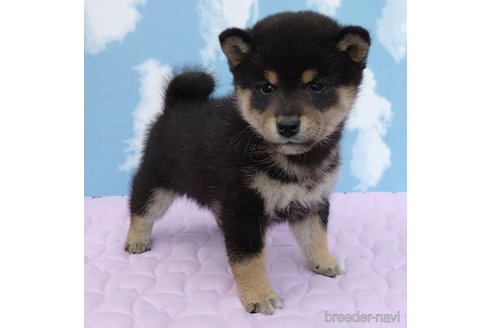 販売中の静岡県の柴犬-279986