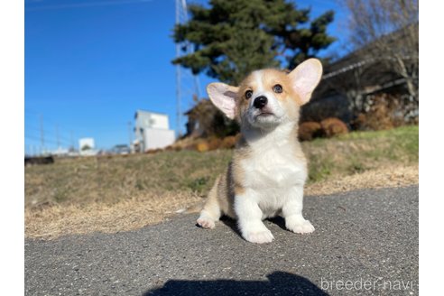 成約済の長野県のウェルシュコーギーペンブローク-273422の5枚目