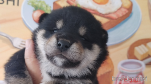 成約済の鹿児島県の柴犬-279997