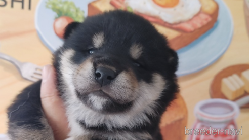 成約済の鹿児島県の柴犬-279997の1枚目