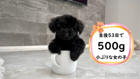 販売中の滋賀県のティーカッププードル-276287