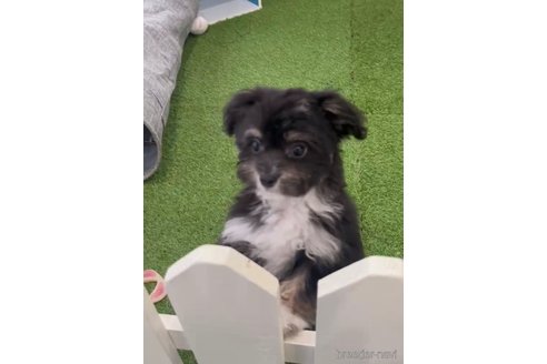 成約済の福岡県のチワマル:チワワ×マルチーズ-268561の7枚目