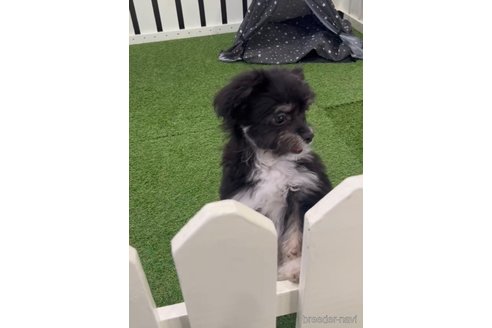 成約済の福岡県のチワマル:チワワ×マルチーズ-268561の8枚目