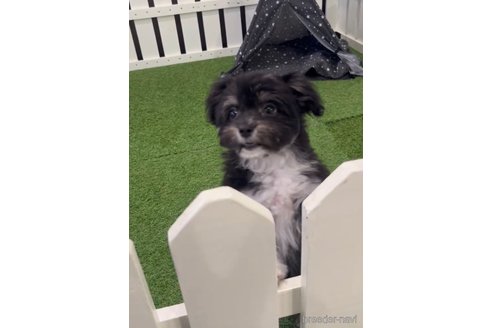 成約済の福岡県のチワマル:チワワ×マルチーズ-268561の9枚目