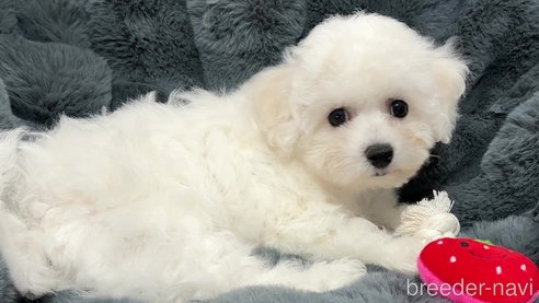 成約済の栃木県のビションフリーゼ-280017の6枚目
