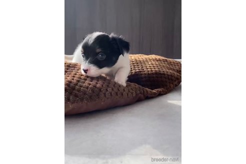 成約済の福岡県のチワックス:チワワ×ミニチュアダックスフンド-278505の10枚目