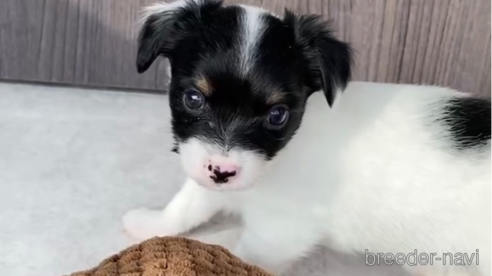 成約済の福岡県のチワックス:チワワ×ミニチュアダックスフンド-278505の9枚目