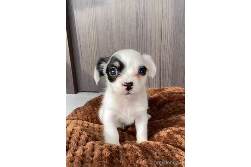 成約済の福岡県のチワックス:チワワ×ミニチュアダックスフンド-278509の7枚目