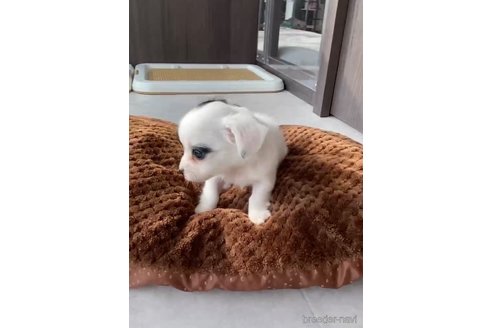 成約済の福岡県のチワックス:チワワ×ミニチュアダックスフンド-278509の8枚目