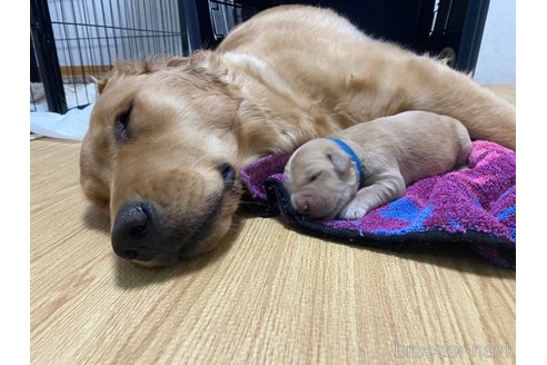 成約済の福岡県のゴールデンレトリーバー-273448の3枚目