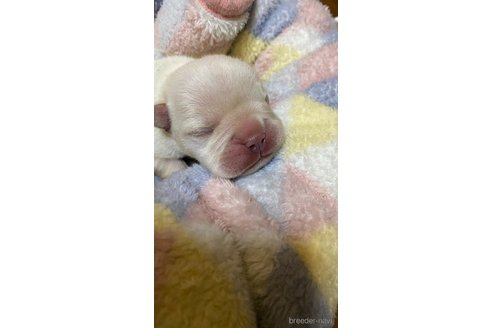 成約済の愛知県のフレンチブルドッグ-280024の54枚目