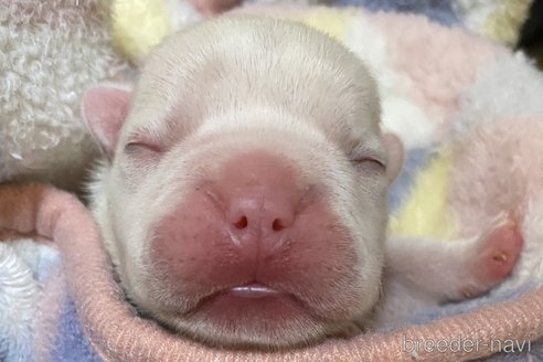 成約済の愛知県のフレンチブルドッグ-280027の59枚目