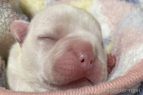 成約済の愛知県のフレンチブルドッグ-280027の58枚目