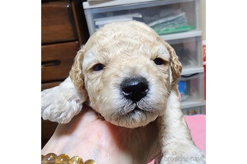 成約済の岡山県のトイプードル-280029の12枚目