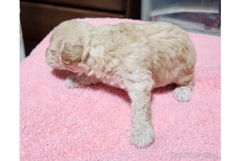 成約済の岡山県のトイプードル-280029の10枚目