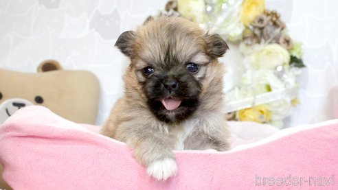 成約済の兵庫県のミックス犬-280041の11枚目