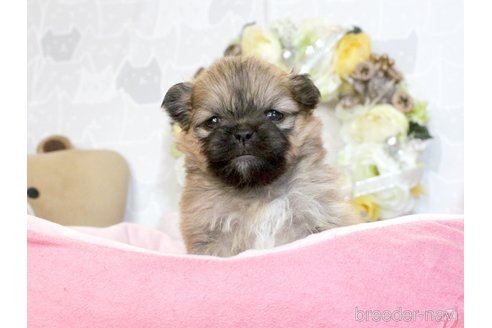 成約済の兵庫県のミックス犬-280041の12枚目